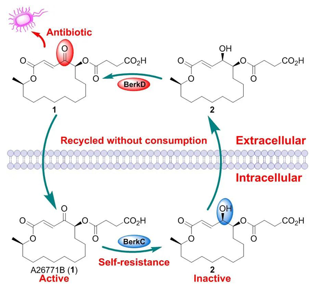 9bddc239e4064edea896cf455fe7e8d1.png image.png