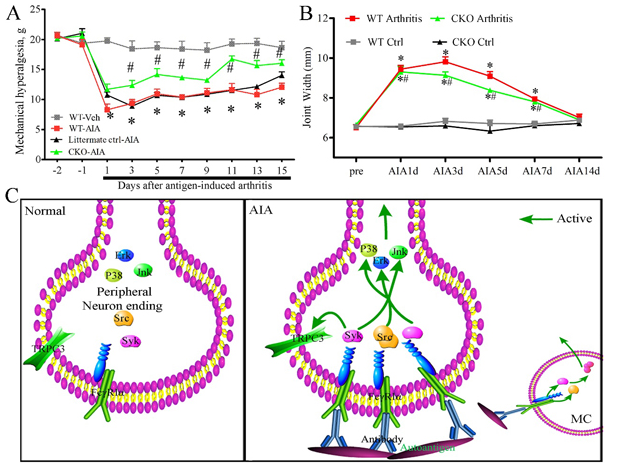 cc2c487510544b7d9b469af6397a6063.png image.png