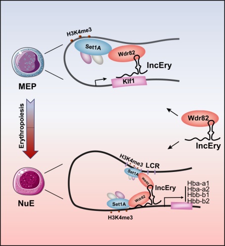 e6615b66973c4fa98c94f83ee50562a2.jpg 12121212.jpg