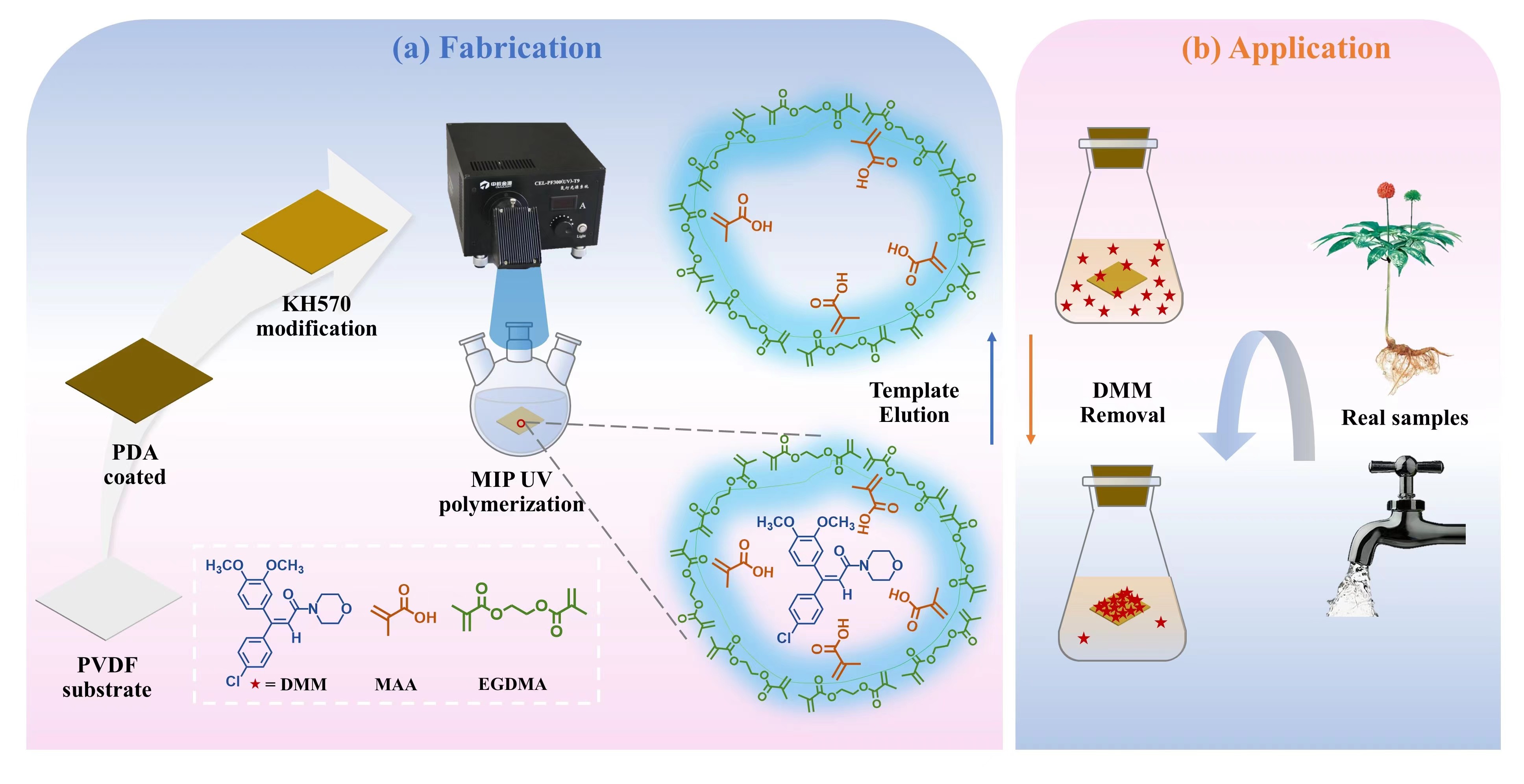 23e17b2fbf244182ba3490626fb580a5.jpg 创新工程进展快报第276期-药植所-杨美华.jpg