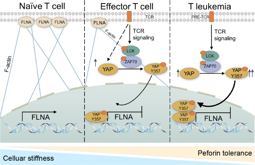 c0da20cd699542719a895d516d25b7e0.jpg 创新工程进展快报第284期-基础所-黄波组.jpg
