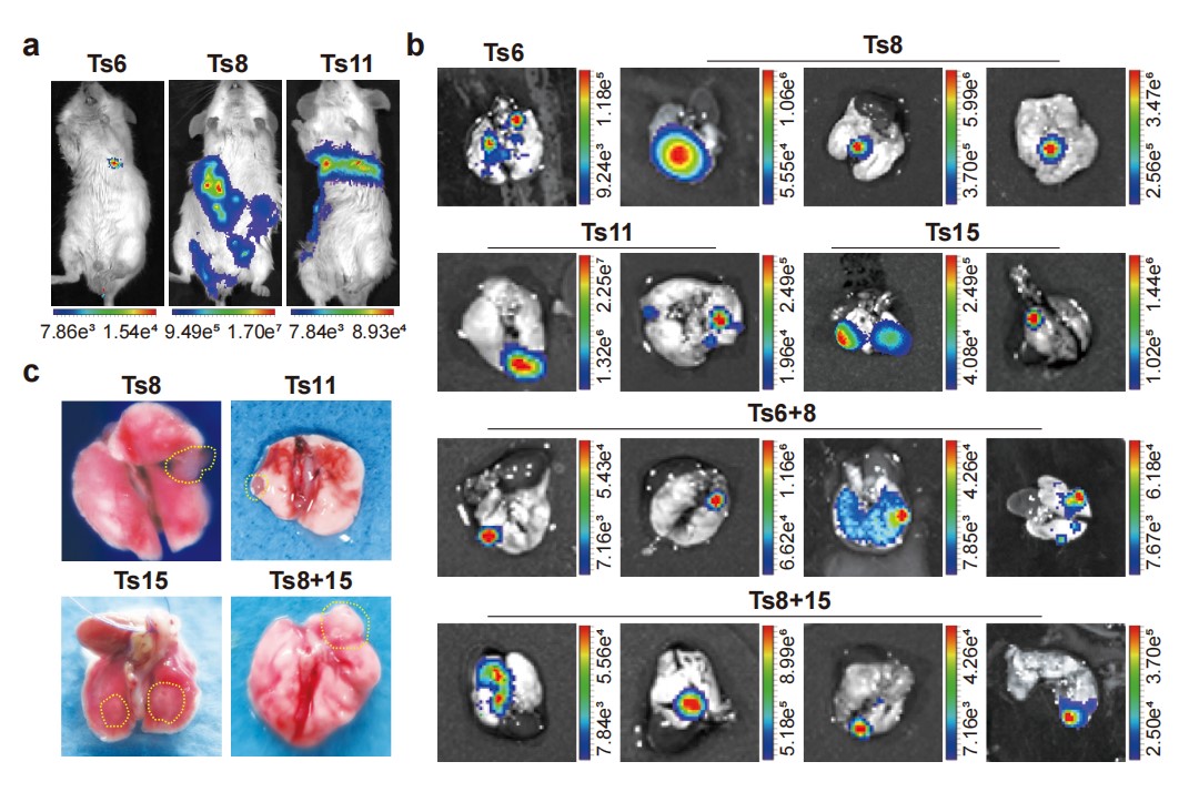 f0ba34fa01754dc986895eea35574da7.jpg 创新工程进展快报第280期-基础所-黄粤组.jpg